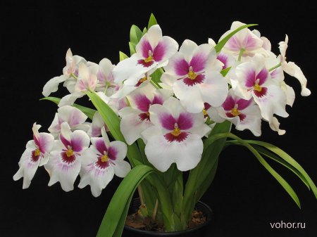 Выращивание орхидей: советы для начинающих