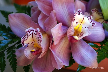 Выращивание орхидей: советы для начинающих