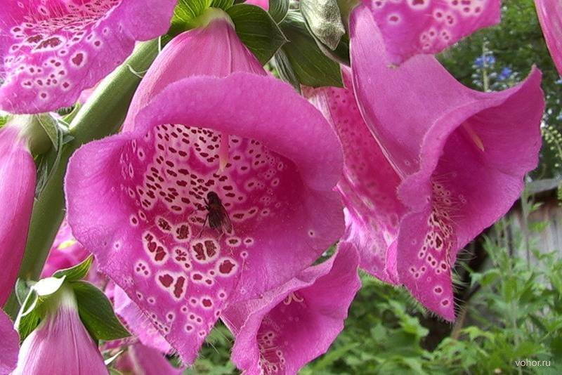 Наперстянка Наперстянка