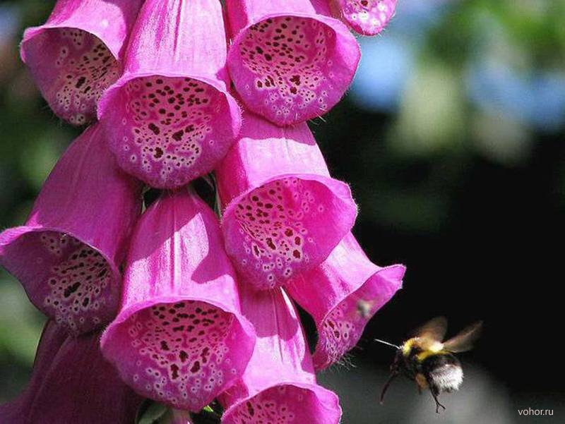 Наперстянка Наперстянка
