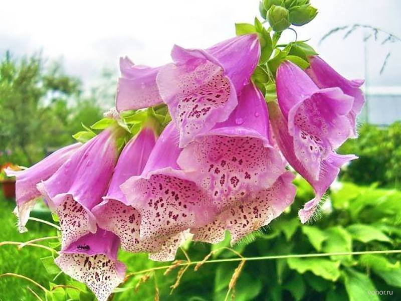 Наперстянка Наперстянка