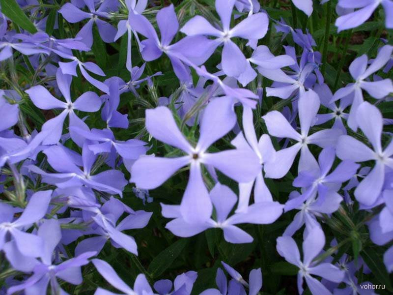 Ночная фиалка Ночная фиалка