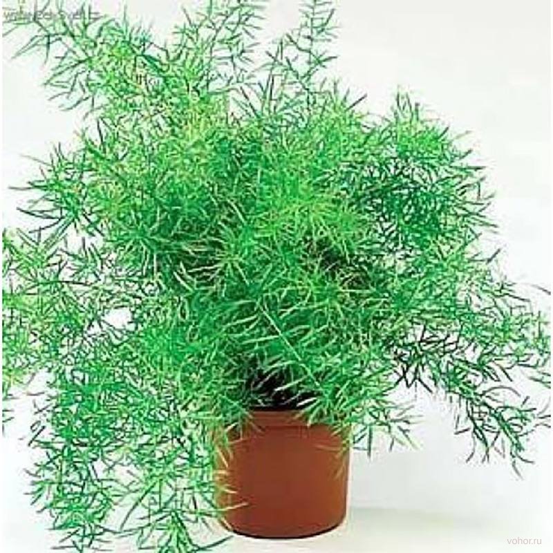 Аспарагус Аспарагус