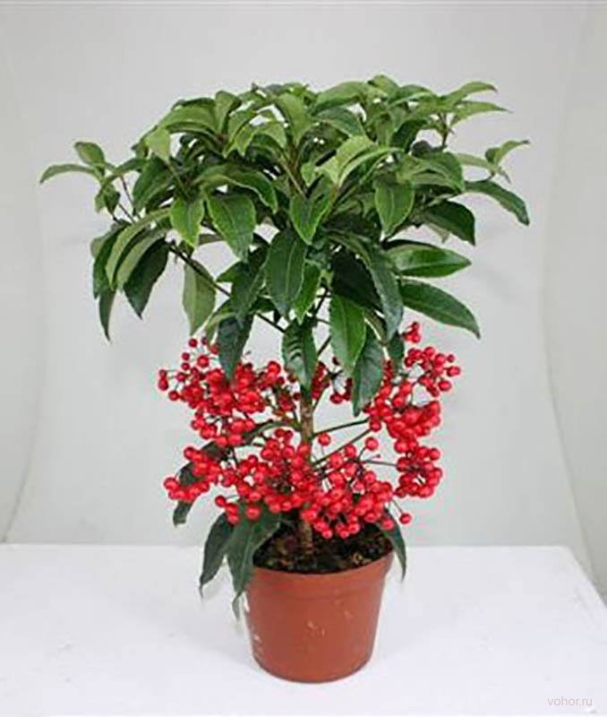 Ardisia