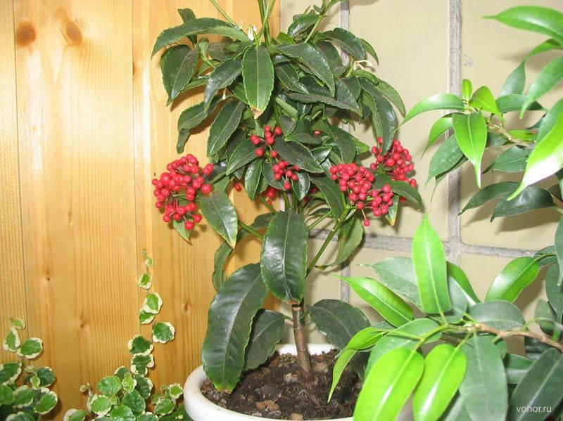 Ardisia