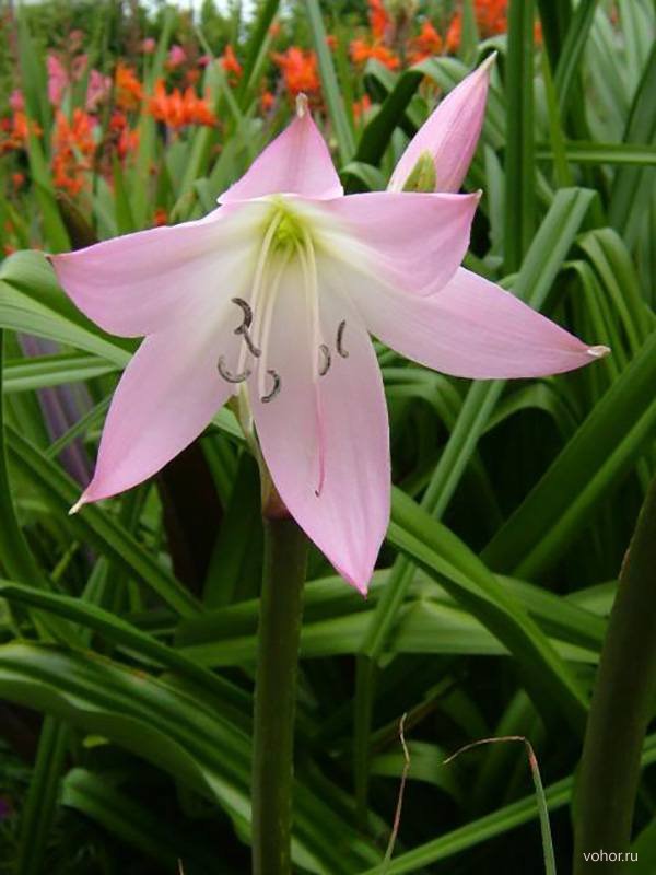 Кринум Кринум