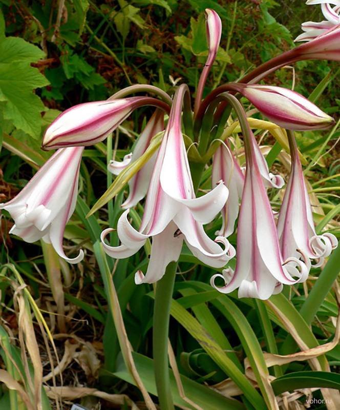 Кринум Кринум