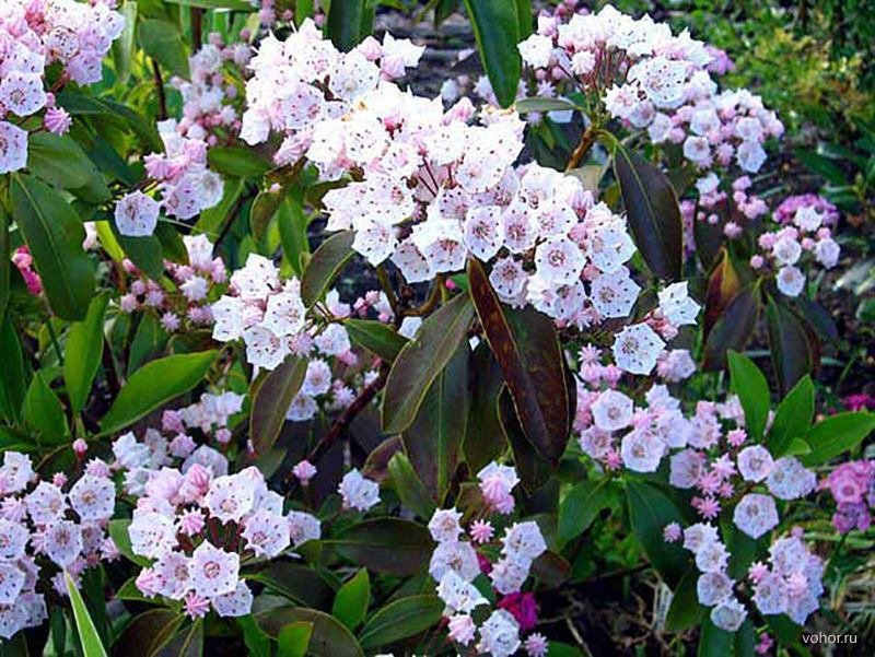 Кальмия Кальмия