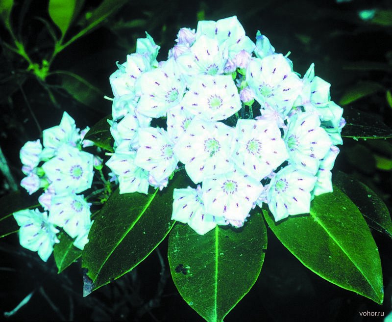 Кальмия Кальмия