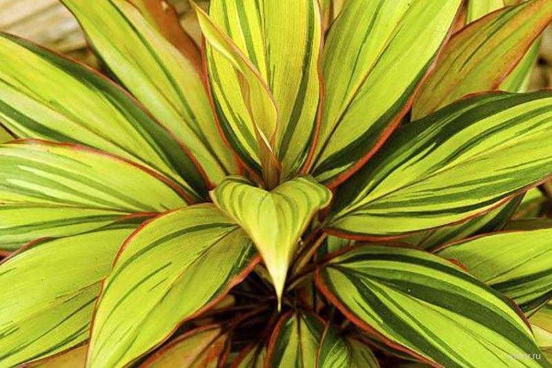 Кордилина Кордилина