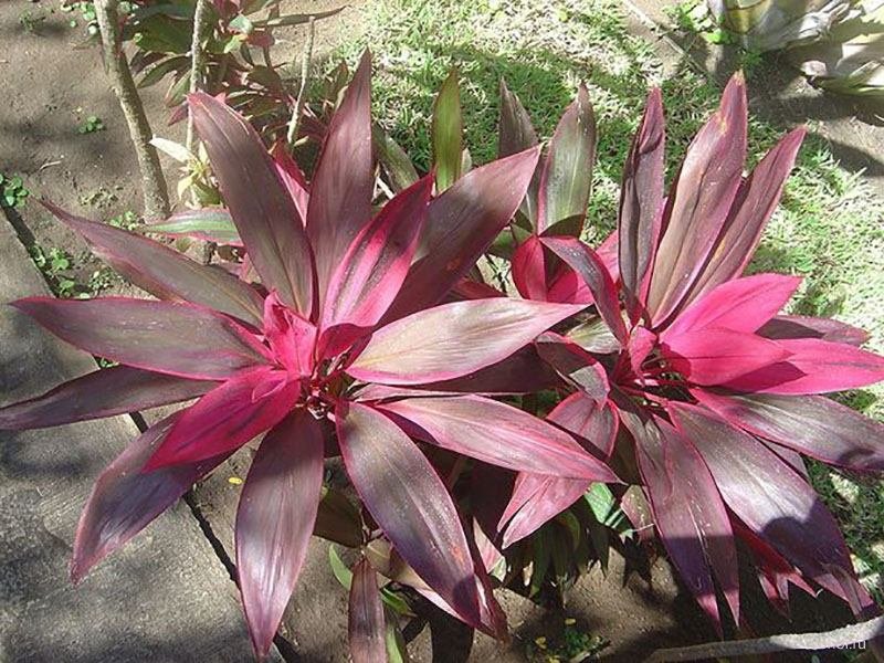 Кордилина Кордилина