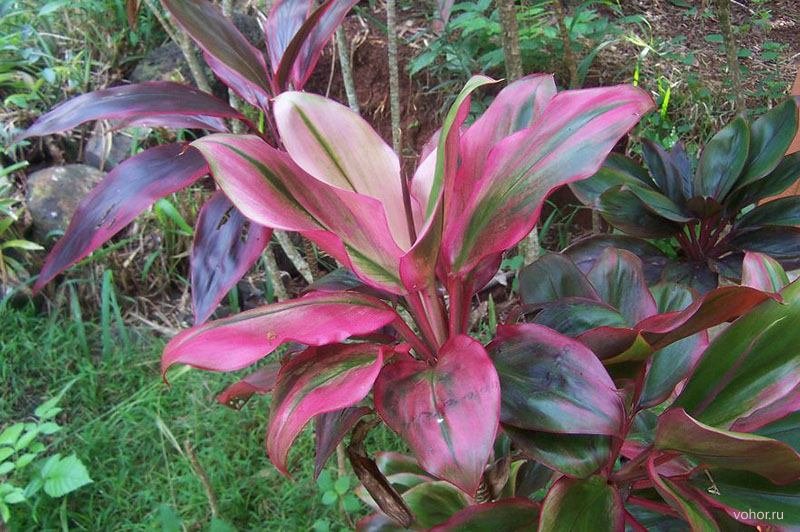 Кордилина Кордилина