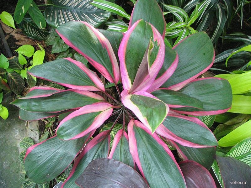 Кордилина Кордилина