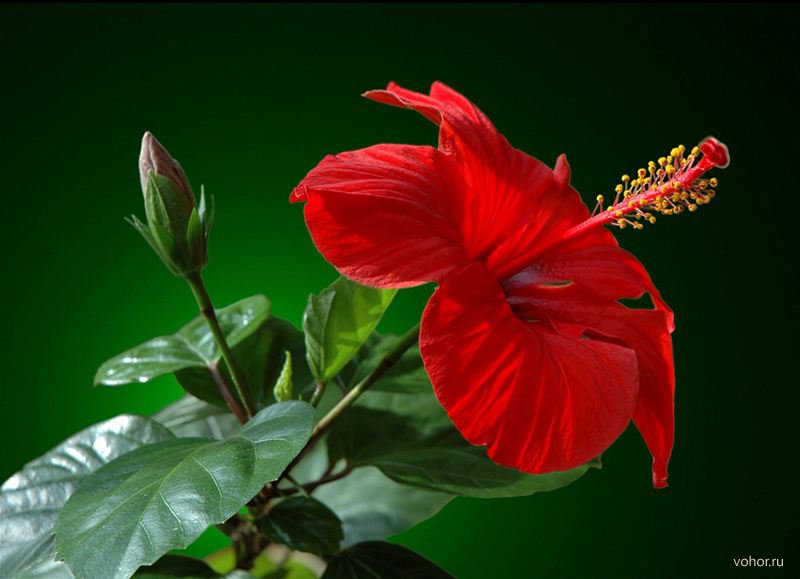 Гибискус Гибискус