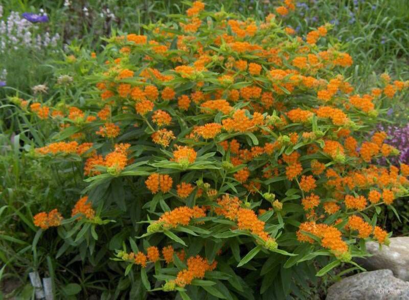 Асклепис Асклепис