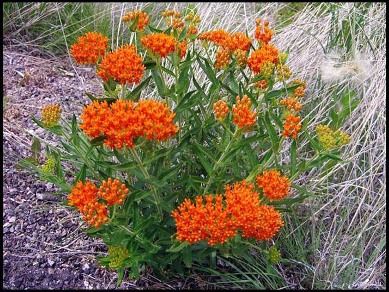 Асклепис Асклепис