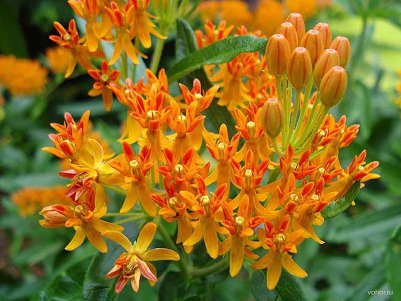 Асклепис Асклепис