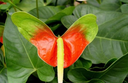 антуриум цветок фото