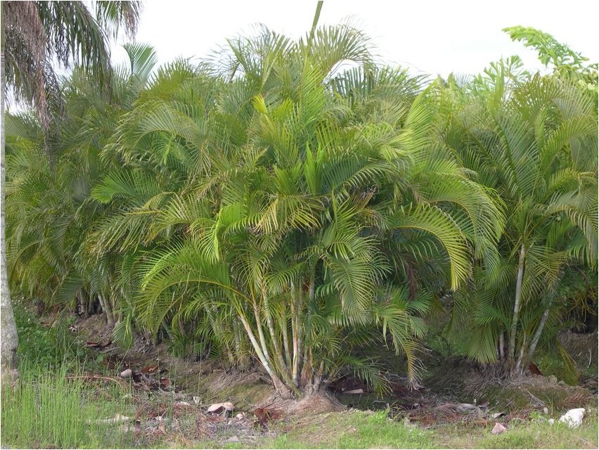Арековая пальма, или Бетелевая пальма пальма