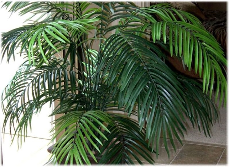 Арековая пальма, или Бетелевая пальма пальма