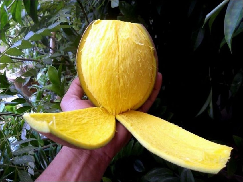 Бам балан фрукт который по вкусу напоминает. БАМ-Балан цветок.