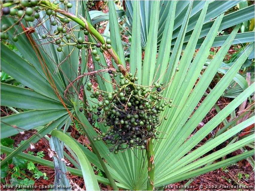 Пальма Сереноя, или Сереноа пальма