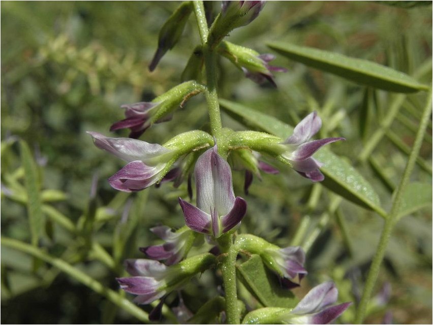 Солодка бобовые. Glycyrrhiza glabra. Солодка растение Кубани.