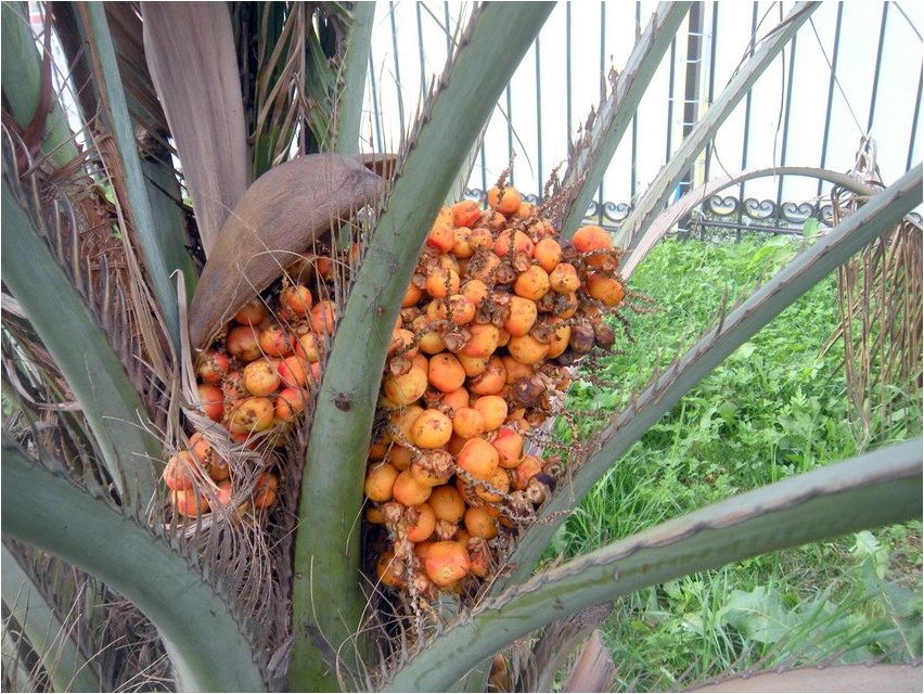 Масличная пальма, или Элеис пальма