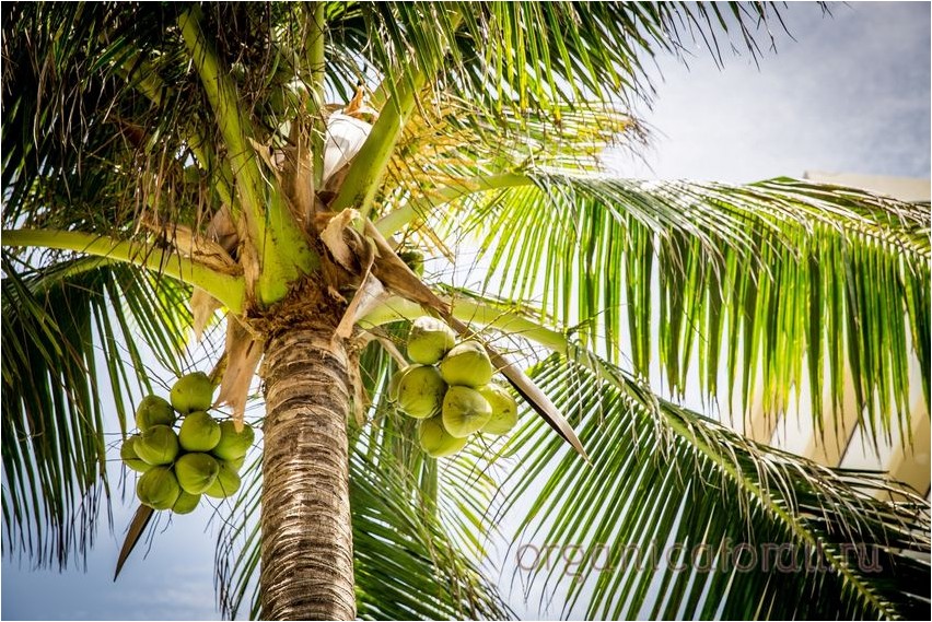 Кокосовая пальма кокосовая