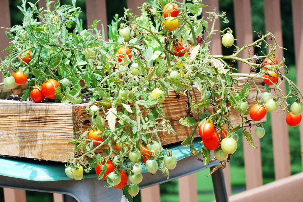 Как вырастить овощи на балконе