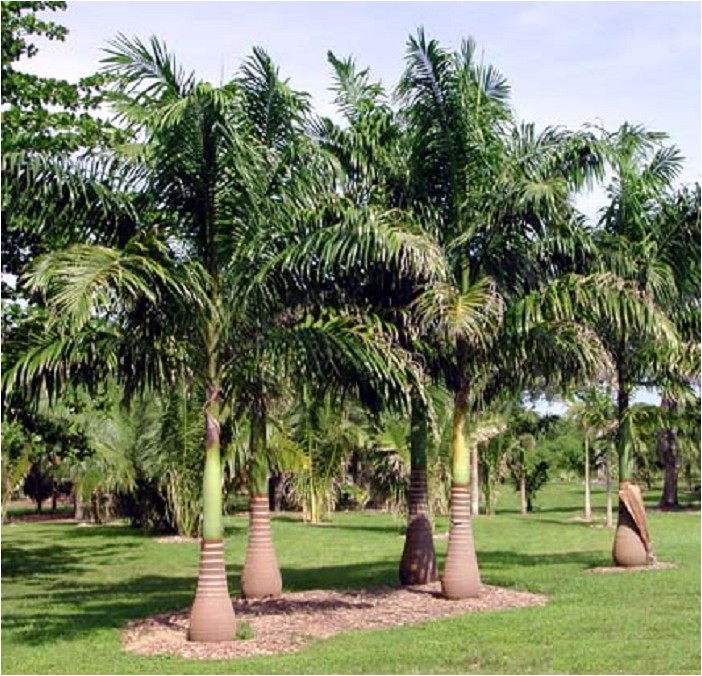 Ройстоунея, или Королевская пальма ройстоунея