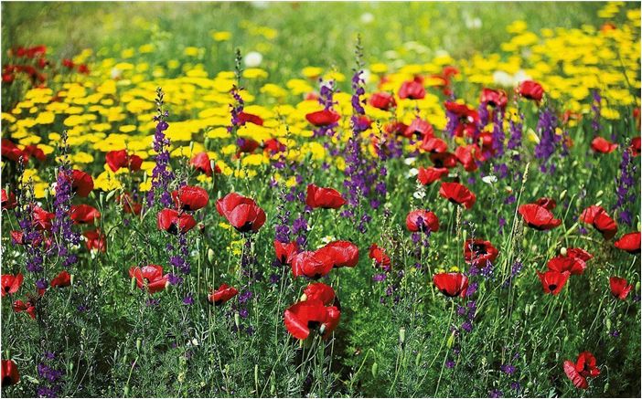 Газон рулонный — многоцветье трав и чистый, наполненный цветочным ароматом воздух