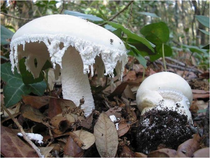 Мухомор: описание гриба, его виды и применение
