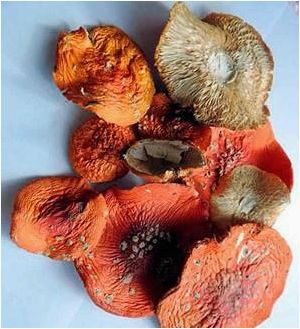 Мухомор: описание гриба, его виды и применение