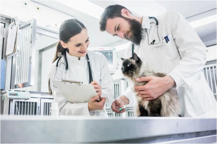 Признаки грамотного специалиста — на что обратить внимание при выборе ветеринара