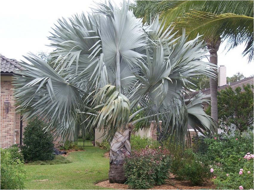 Зонтичная пальма, или Корифа корифа