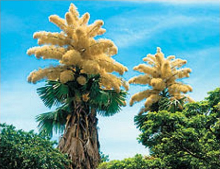 Зонтичная пальма, или Корифа корифа