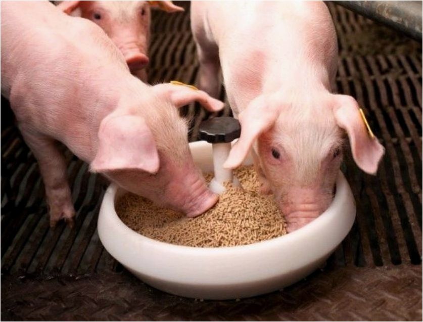 Корма и препараты для свиней