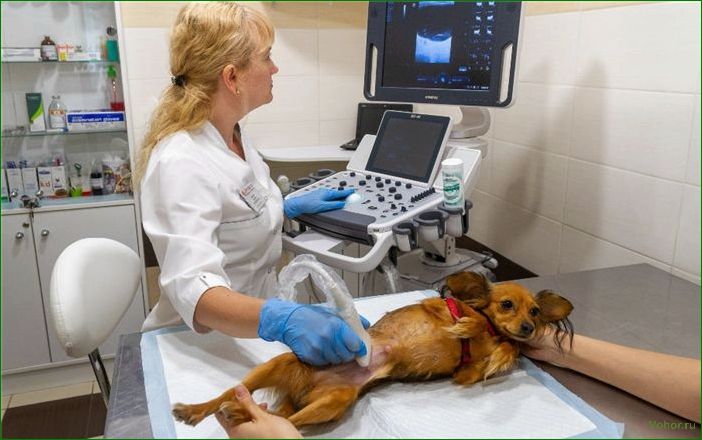 Как выбрать ветеринарную клинику