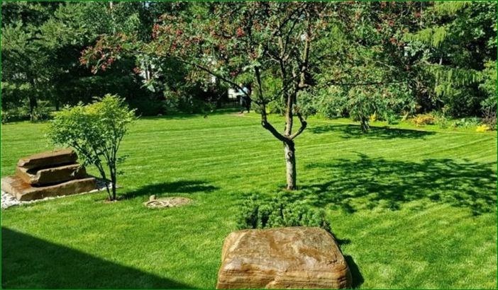 Рулонный газон: как правильно выбрать, характеристики, правила ухода