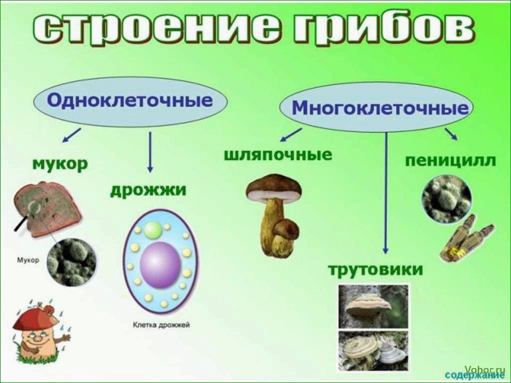 Характеристики и разнообразие одноклеточных и многоклеточных грибов: примеры и особенности.