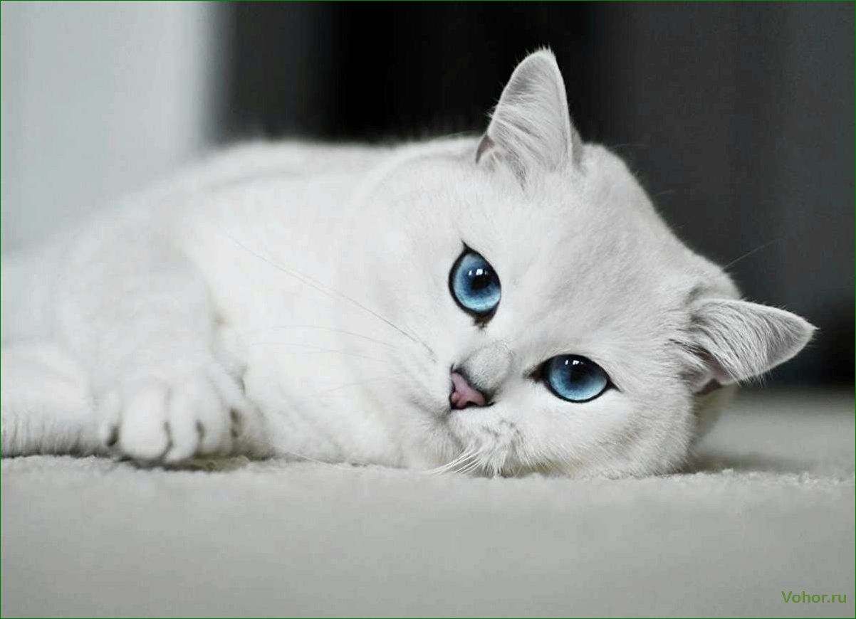 Британец кот с голубыми глазами — история редкой породы и их особенности