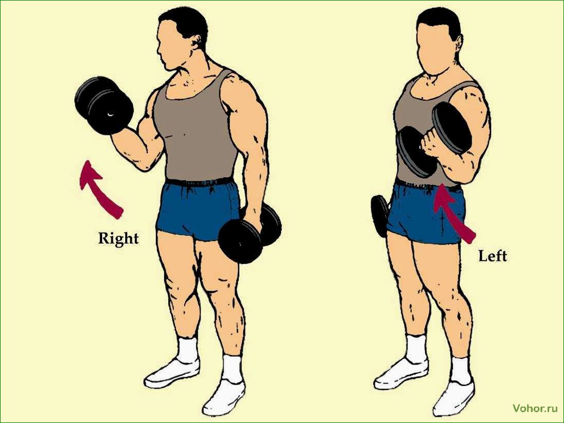 Гантели стоя на бицепс — лучшие упражнения и советы для тренировки мышц верхней части рук