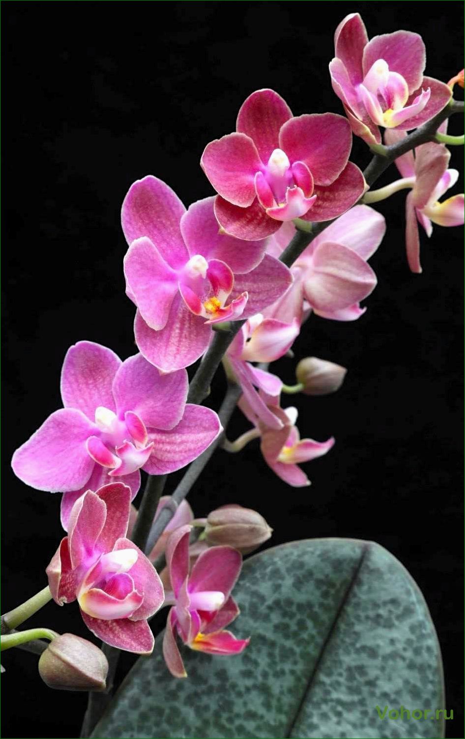 Орхидея дифьюжн — роскошь и изысканность в интерьере вашего дома