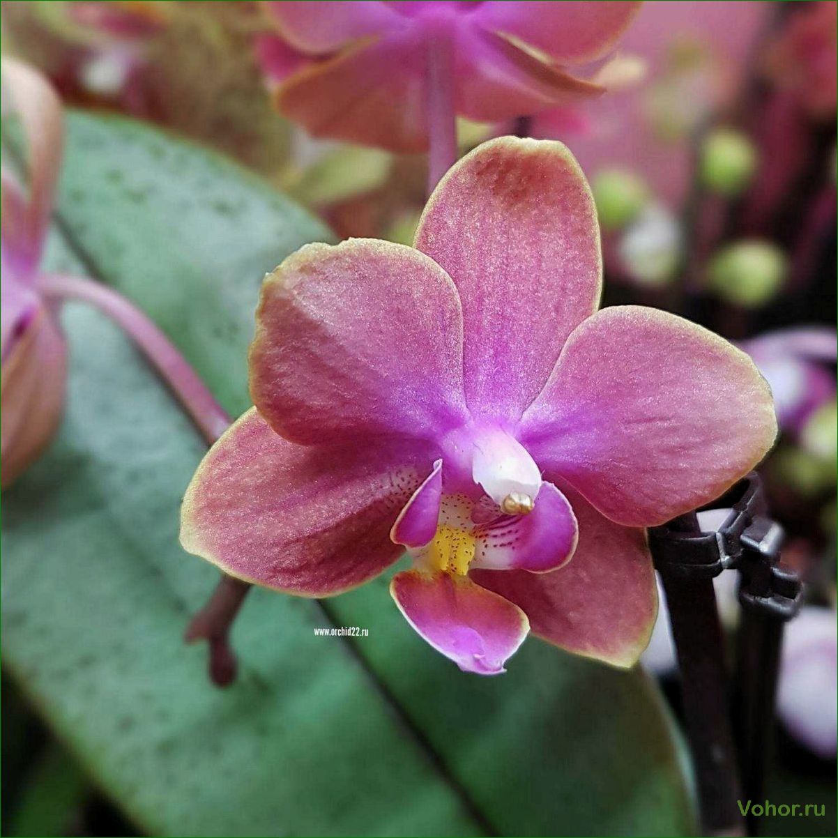 Орхидея дифьюжн — роскошь и изысканность в интерьере вашего дома