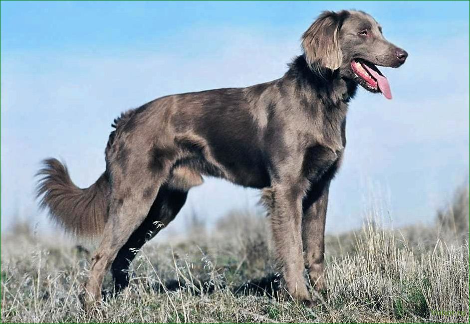 Охотничья длинношерстная собака — особенности и преимущества породы