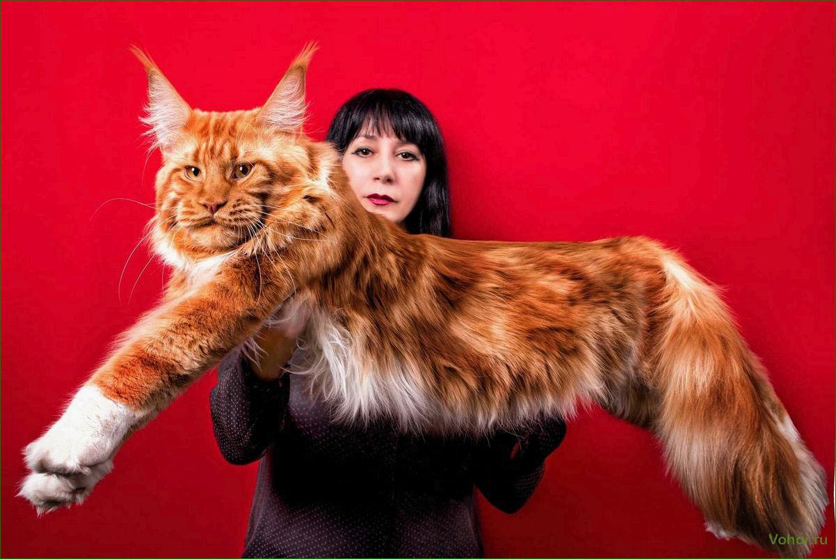 Шейдед мейн кун — порода кошек с потрясающей окраской и неповторимым характером