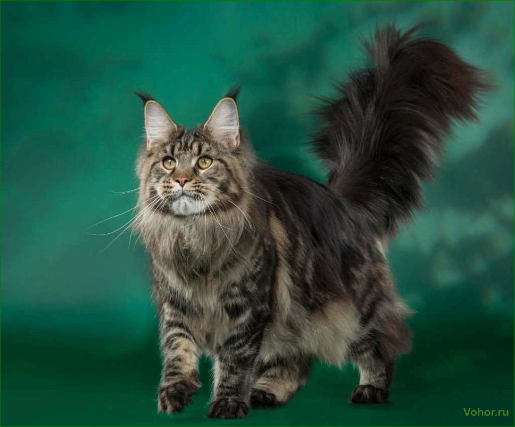 Шейдед мейн кун — порода кошек с потрясающей окраской и неповторимым характером