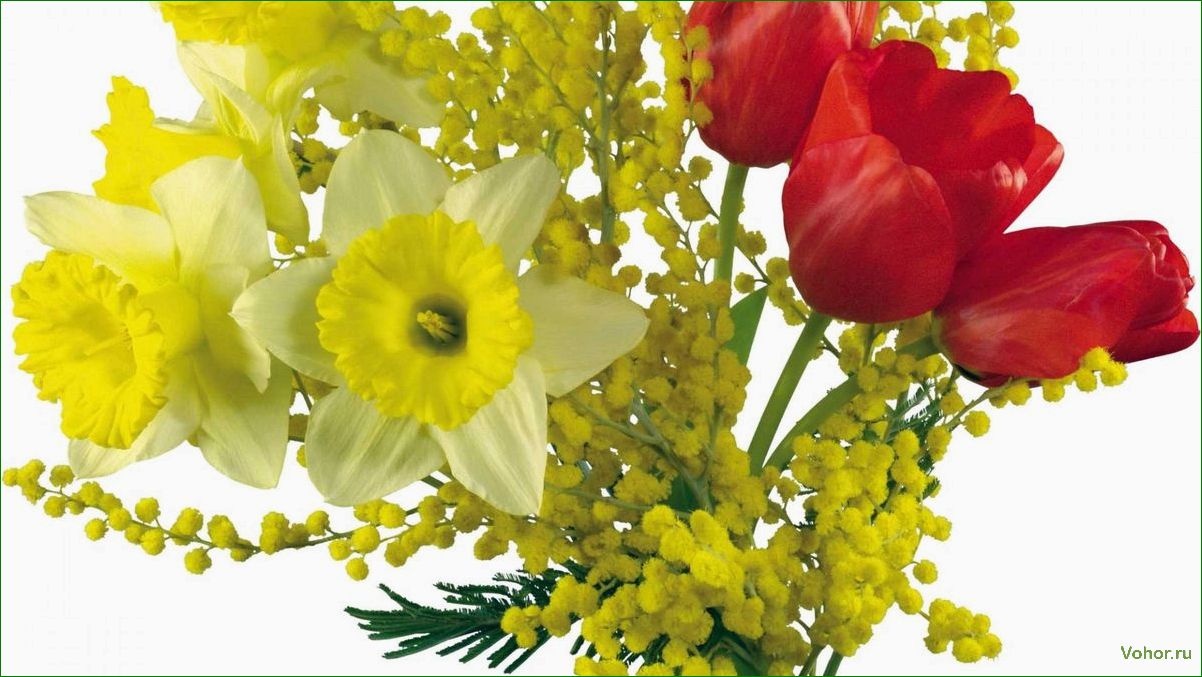 Раскрываем секреты красоты и символики цветов мимозы и тюльпанов — история, значение и уход