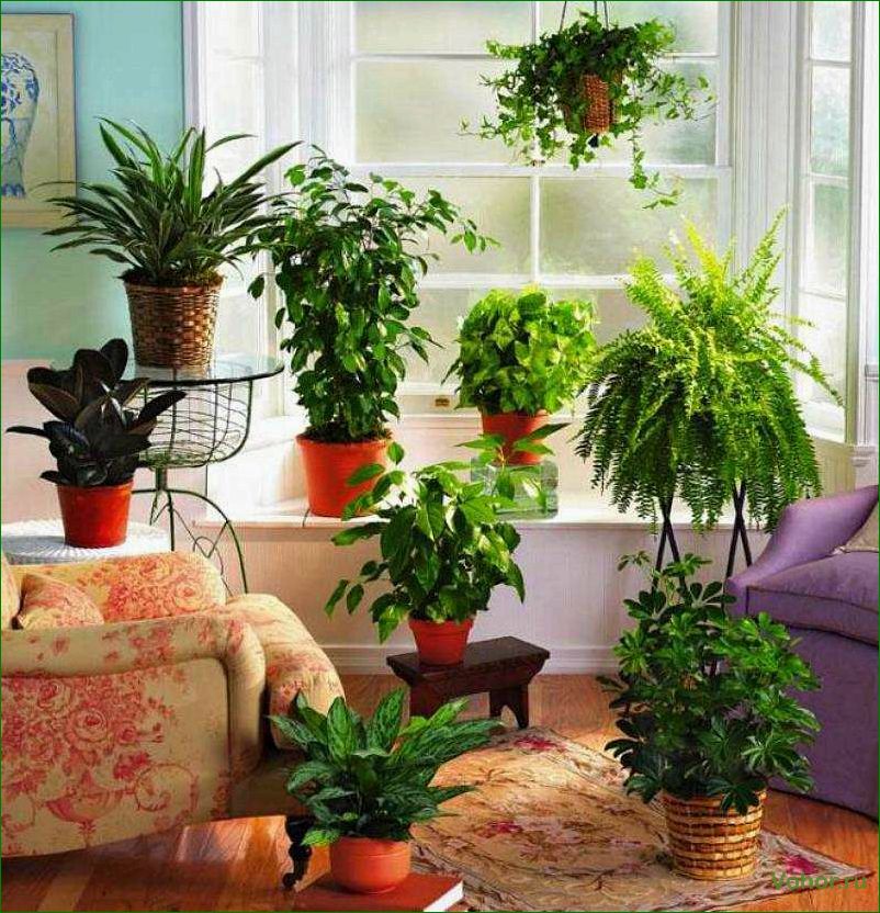 Как правильно выбрать и разместить цветы и растения в вашем доме, чтобы создать уютную атмосферу и улучшить качество воздуха